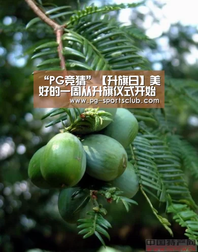 “PG竞猜”【升旗日】美好的一周从升旗仪式开始!(图1) PG足球