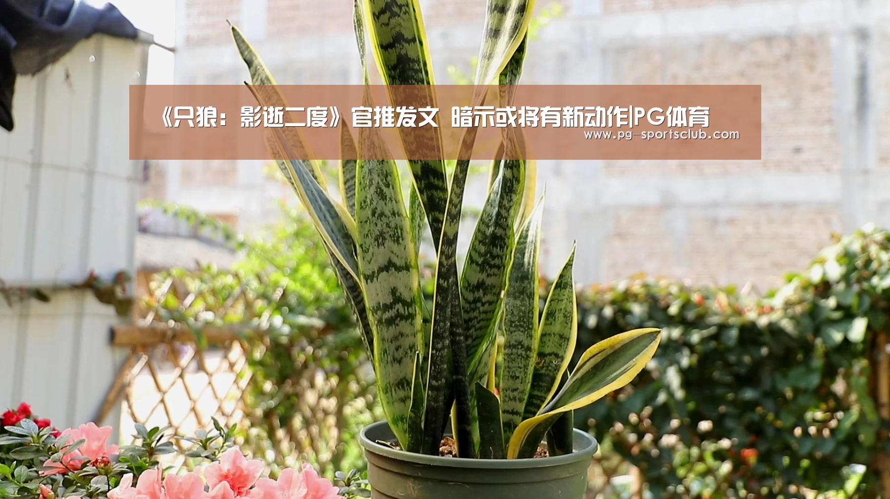 《只狼:影逝二度》官推发文 暗示或将有新动作|PG体育(图1) PG足球
